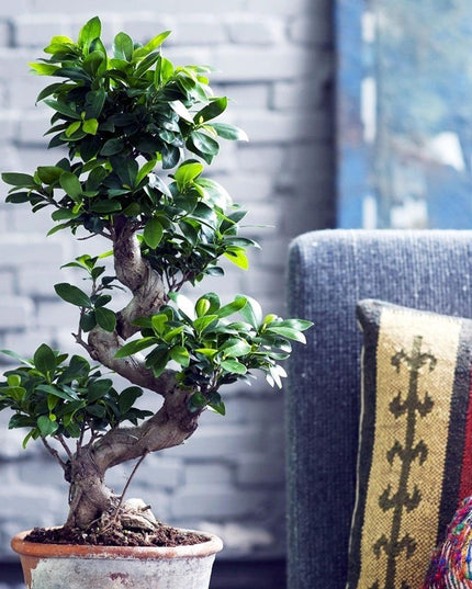 Bonsai Tree - Japanese - ↑ 60-80 cm  - Size Ø 22 cm