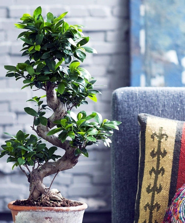 Bonsai Tree - Japanese - ↑ 60-80 cm  - Size Ø 22 cm