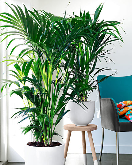 Houseplant