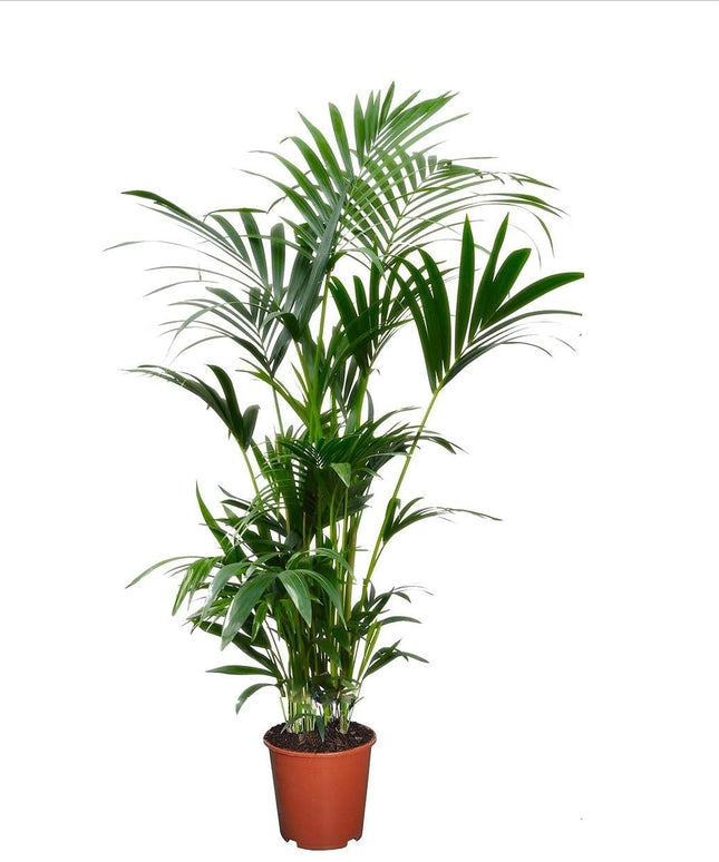 Kentia Extra Large - Indoor palm - ↑ 90-100 cm