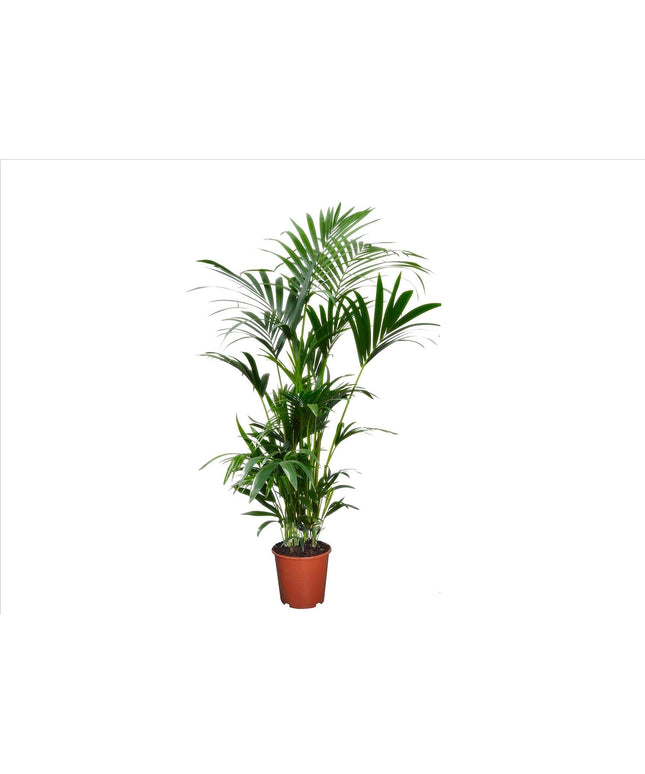 Kentia Extra Large - Indoor palm - ↑ 90-100 cm