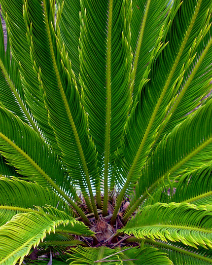 King Sago palmtrees - Set of 2 - ↑ 50-60 cm  - Size Ø 15 cm