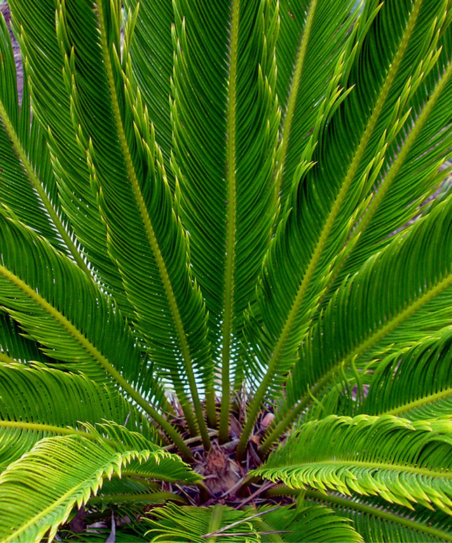 King Sago palmtrees - Set of 2 - ↑ 50-60 cm  - Size Ø 15 cm