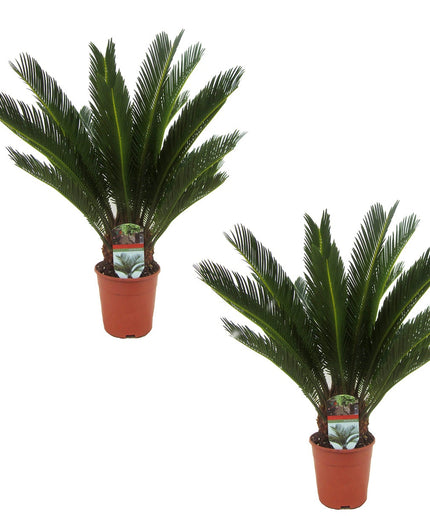 King Sago palmtrees - Set of 2 - ↑ 50-60 cm  - Size Ø 15 cm