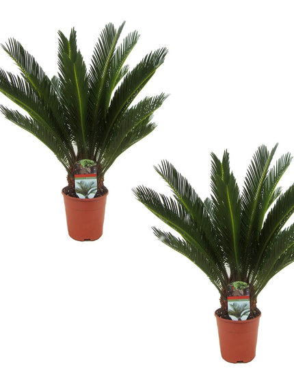 King Sago palmtrees - Set of 2 - ↑ 50-60 cm  - Size Ø 15 cm