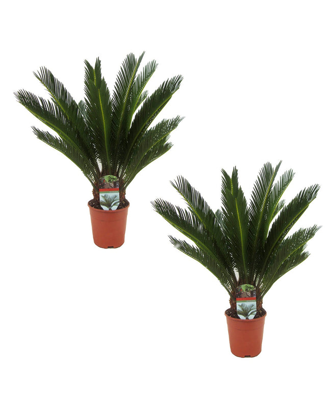 King Sago palmtrees - Set of 2 - ↑ 50-60 cm  - Size Ø 15 cm