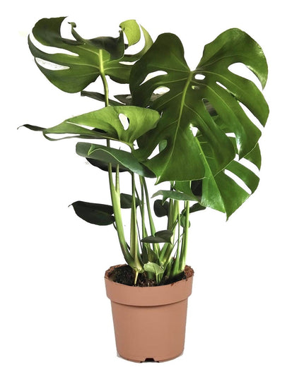 Monstera Deliciosa - ↑ 60-70 cm - Size Ø 21 cm