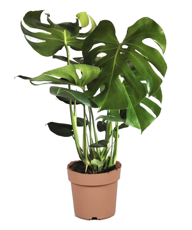 Monstera Deliciosa - ↑ 60-70 cm - Size Ø 21 cm
