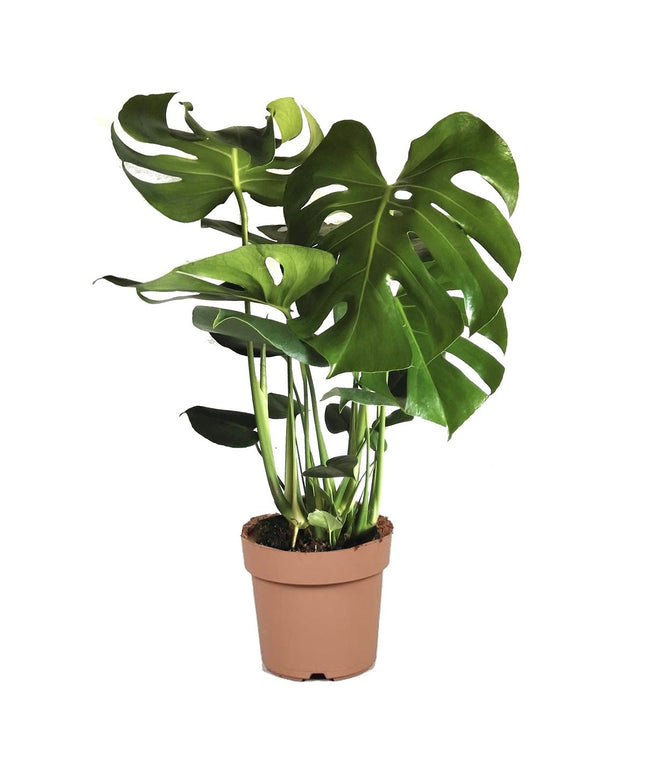 Monstera Deliciosa - ↑ 60-70 cm - Size Ø 21 cm