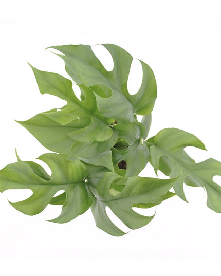 Monstera Minima - ↑ 25-35 cm - Size Ø 12 cm