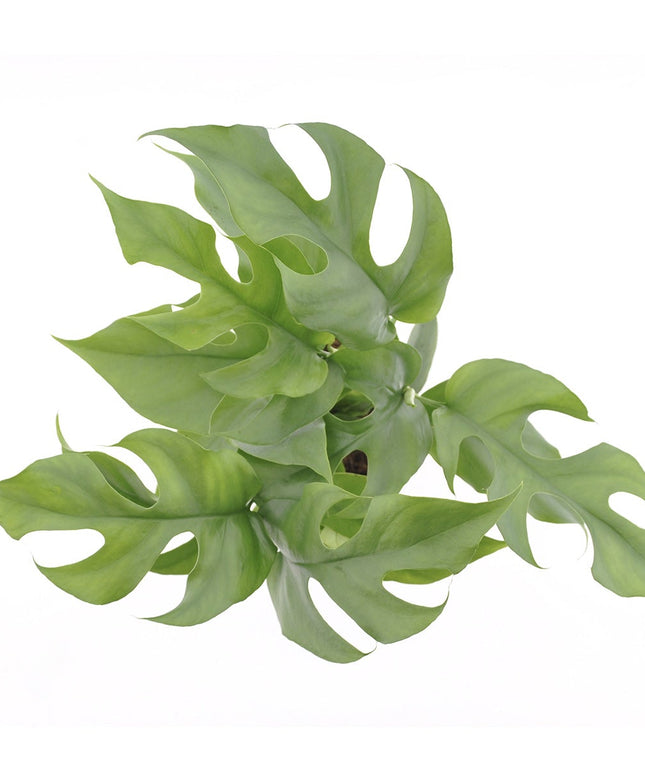 Monstera Minima - ↑ 25-35 cm - Size Ø 12 cm