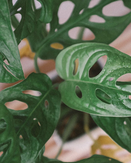 Monstera Monkey Mask - Mosstok - ↑ 60-70 cm  - Size Ø 17 cm