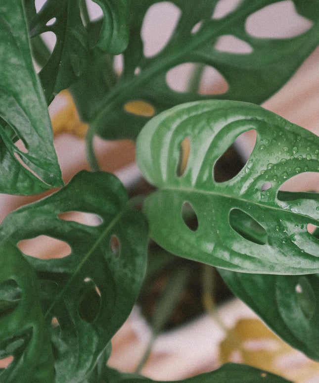 Monstera Monkey Mask - Mosstok - ↑ 60-70 cm  - Size Ø 17 cm