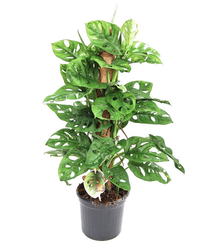 Monstera Monkey Mask - Mosstok - ↑ 60-70 cm  - Size Ø 17 cm