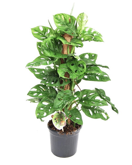 Monstera Monkey Mask - Mosstok - ↑ 60-70 cm  - Size Ø 17 cm