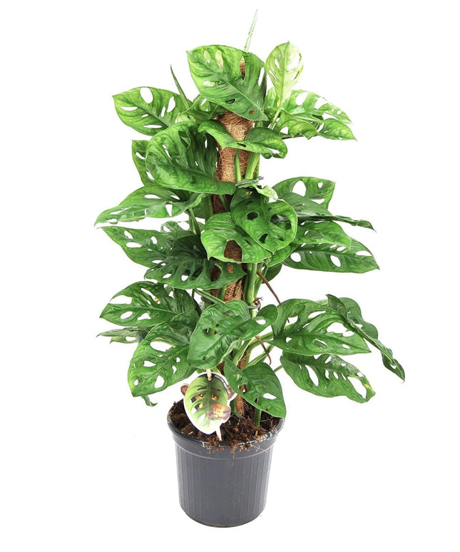 Monstera Monkey Mask - Mosstok - ↑ 60-70 cm  - Size Ø 17 cm