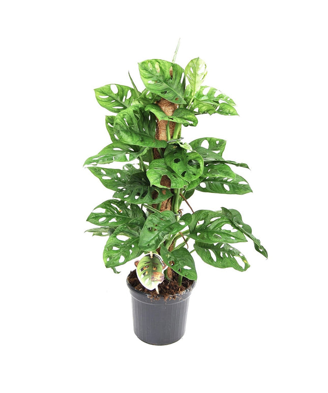 Monstera Monkey Mask - Mosstok - ↑ 60-70 cm  - Size Ø 17 cm