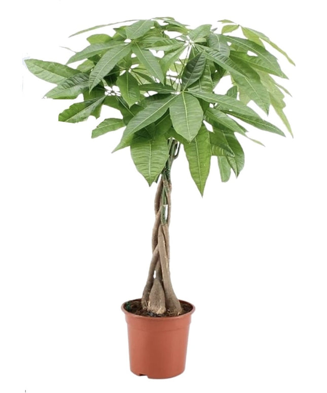 Pachira Aquatica - ↑ 60-70 cm  - Size Ø 17 cm