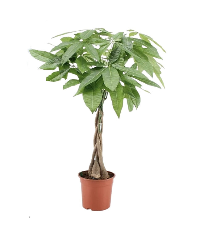 Pachira Aquatica - ↑ 60-70 cm  - Size Ø 17 cm