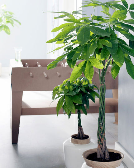 Pachira Aquatica - ↑ 60-70 cm  - Size Ø 17 cm