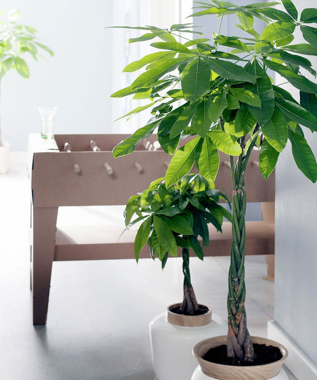 Pachira Aquatica - ↑ 60-70 cm  - Size Ø 17 cm