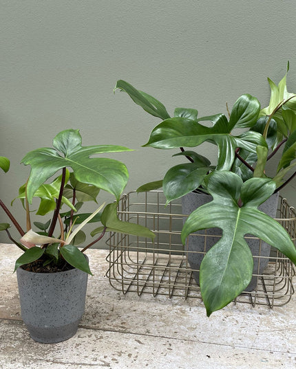 Philodendron Florida Green - ↑ 40-50 cm  - Size Ø 17 cm