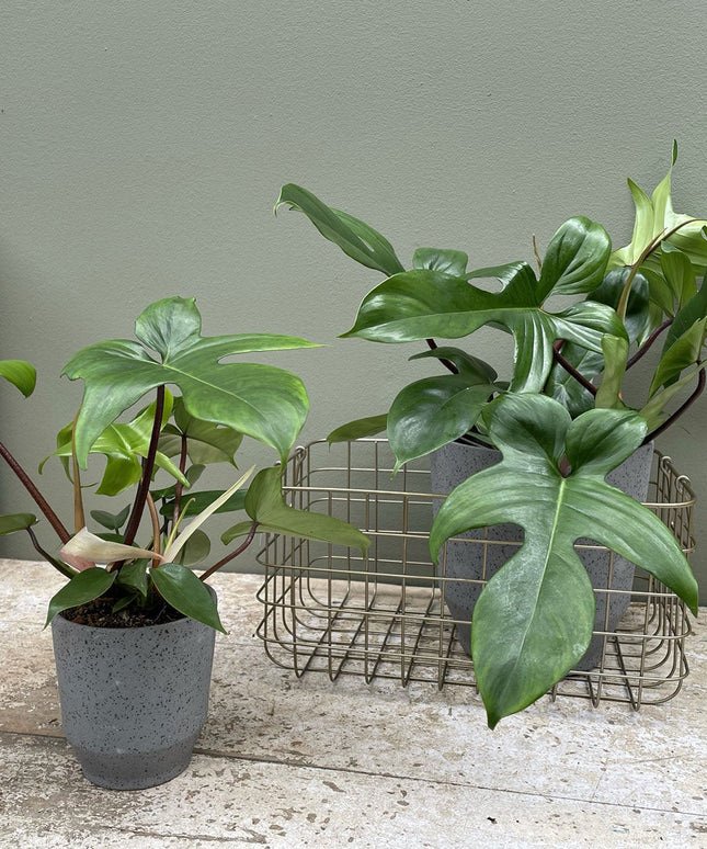 Philodendron Florida Green - ↑ 40-50 cm  - Size Ø 17 cm