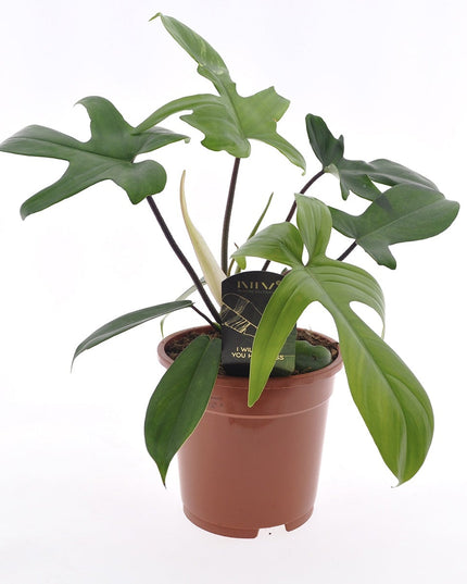 Philodendron Florida Green - ↑ 40-50 cm  - Size Ø 17 cm