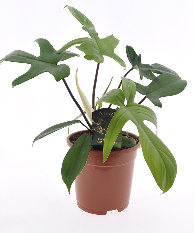 Philodendron Florida Green - ↑ 40-50 cm  - Size Ø 17 cm