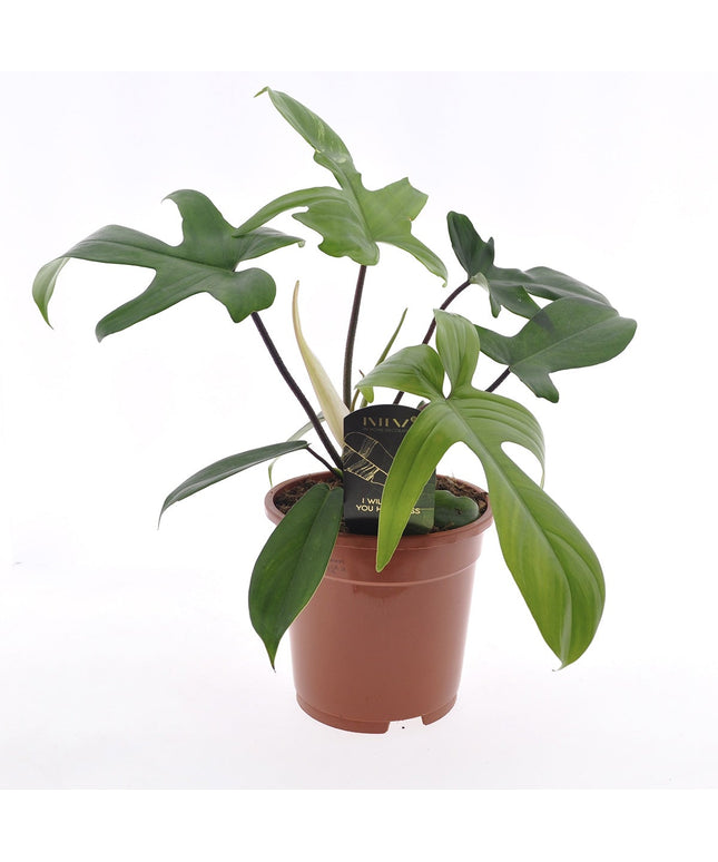 Philodendron Florida Green - ↑ 40-50 cm  - Size Ø 17 cm