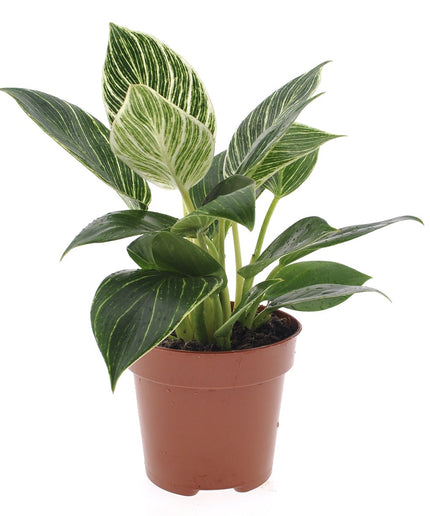Philodendron White Wave  - ↑ 20-30 cm  - Size Ø 12 cm
