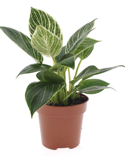 Philodendron White Wave  - ↑ 20-30 cm  - Size Ø 12 cm