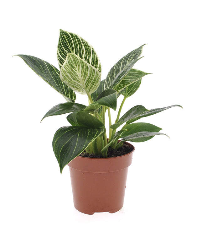 Philodendron White Wave  - ↑ 20-30 cm  - Size Ø 12 cm