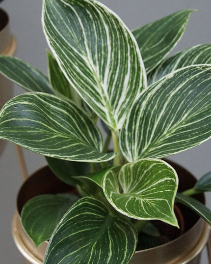 Philodendron White Wave  - ↑ 20-30 cm  - Size Ø 12 cm