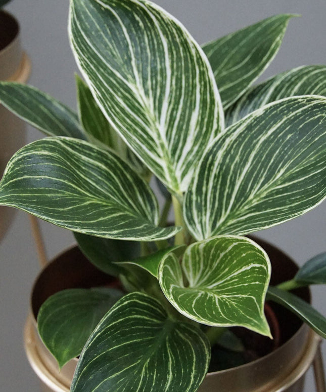 Philodendron White Wave  - ↑ 20-30 cm  - Size Ø 12 cm