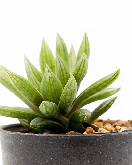 Pot with artificial plant