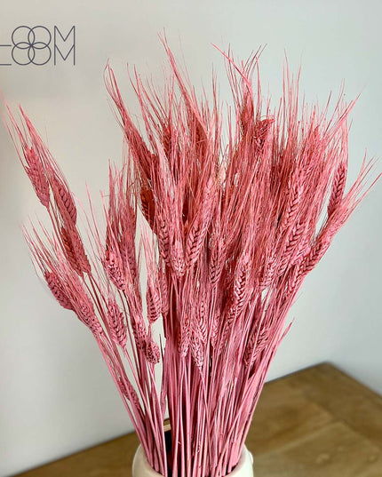 Everlasting Dried Pink