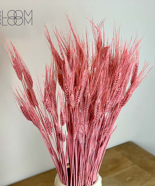 Everlasting Dried Pink