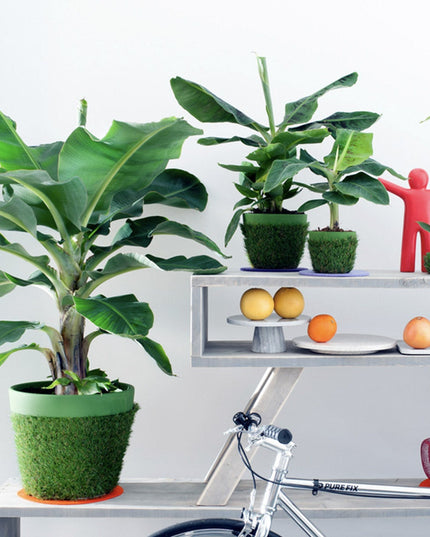 Banana plant - Tropical Houseplant - ↑ 25 - 40 cm  - Size Ø 12 cm