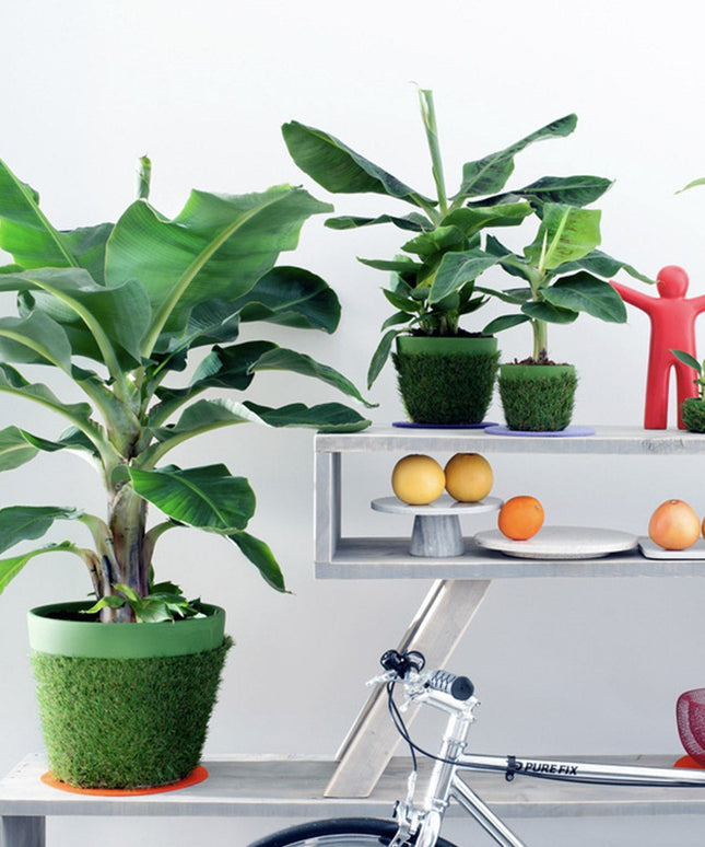Banana plant - Tropical Houseplant - ↑ 25 - 40 cm  - Size Ø 12 cm