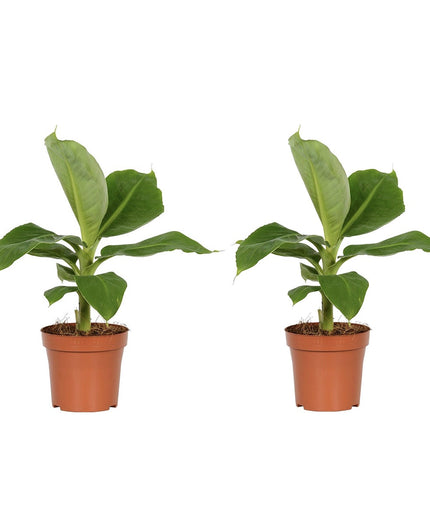Banana plant - Tropical Houseplant - ↑ 25 - 40 cm  - Size Ø 12 cm