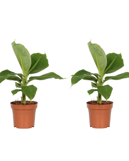 Banana plant - Tropical Houseplant - ↑ 25 - 40 cm  - Size Ø 12 cm