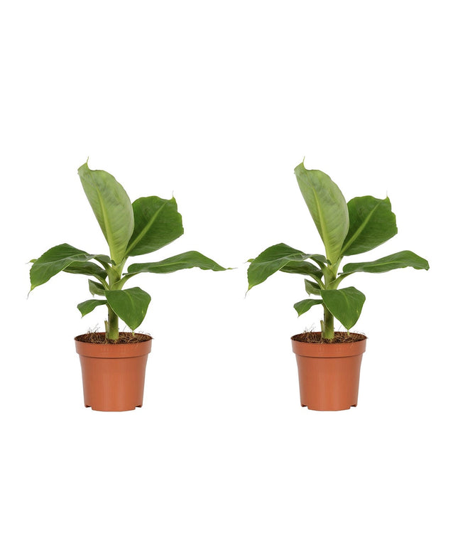 Banana plant - Tropical Houseplant - ↑ 25 - 40 cm  - Size Ø 12 cm