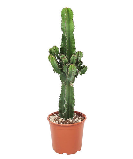Cool Euphorbia Cowboy-cactus - ↑ 50-60 cm  - Size Ø 17 cm