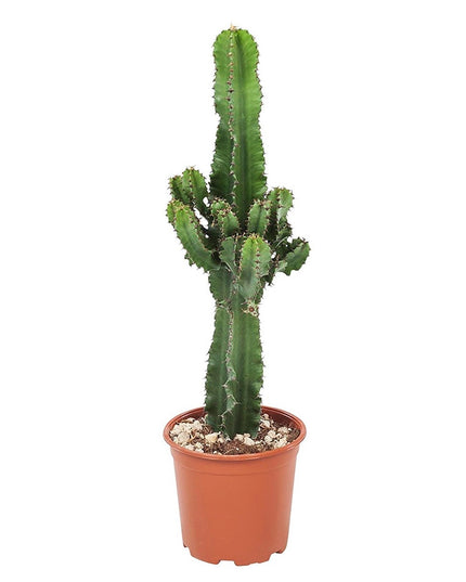 Cool Euphorbia Cowboy-cactus - ↑ 50-60 cm  - Size Ø 17 cm