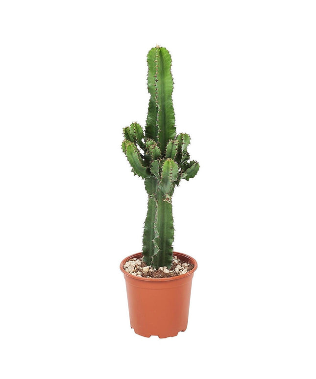 Cool Euphorbia Cowboy-cactus - ↑ 50-60 cm  - Size Ø 17 cm