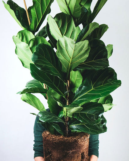 Ficus Lyrata - Vioolplant  - ↑ 70-80 cm  - Size Ø 19 cm