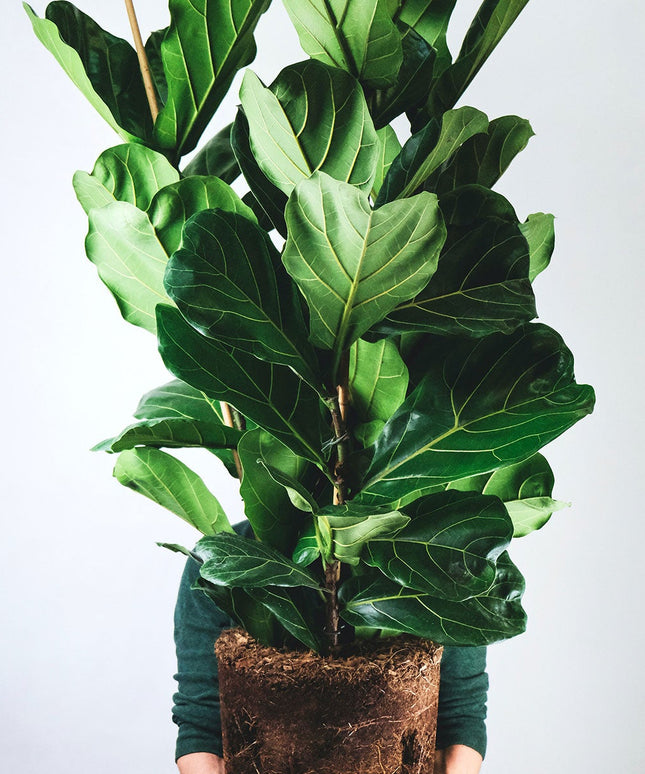 Ficus Lyrata - Vioolplant  - ↑ 70-80 cm  - Size Ø 19 cm