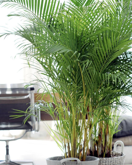 Areca Dypsis Lutescens - ↑ 100-120 cm - Size Ø 21 cm