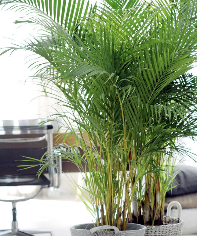 Areca Dypsis Lutescens - ↑ 100-120 cm - Size Ø 21 cm